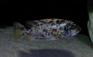 Labeotropheus fuelleborni 'Mbenji'